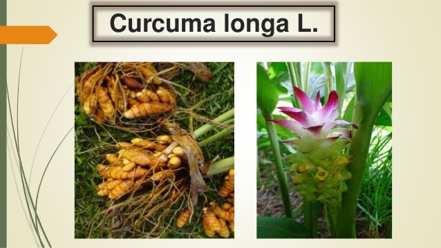 curcua longa