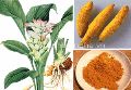 curcumin tinh bot nghe vang