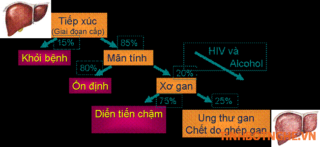 curcumin bao ve gan